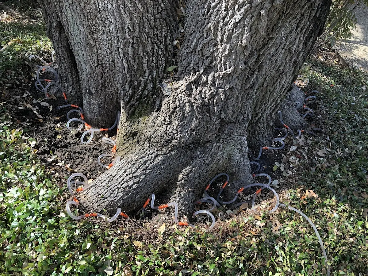 Detailed Tree Cabling and Bracing job site in Morrowville