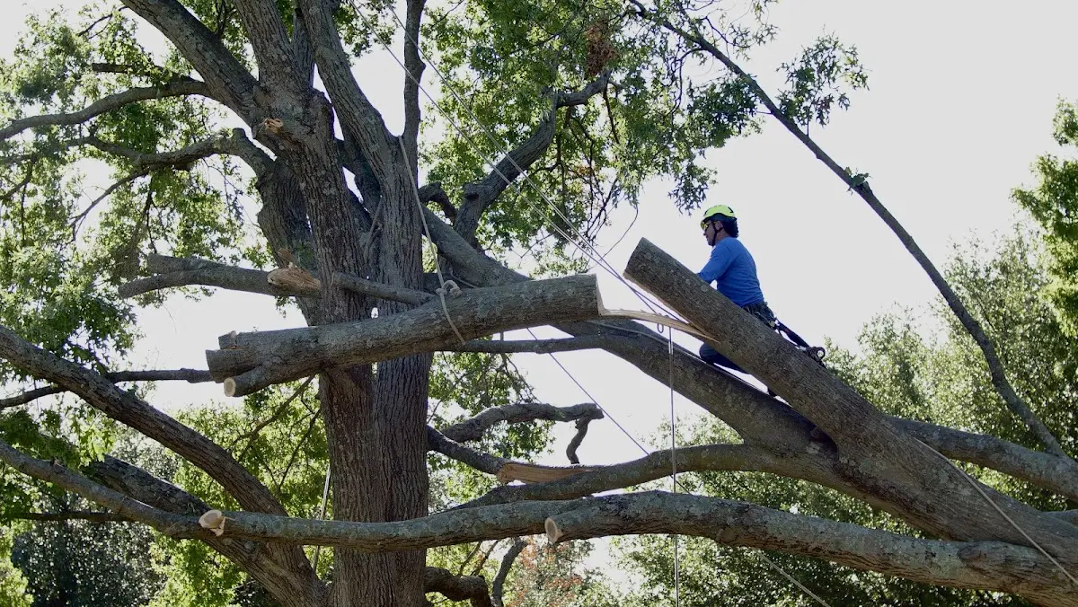 Professional Crown Thinning performed by certified arborists in Morrowville