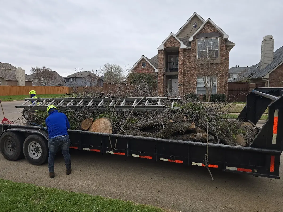 Expert Tree Pest Control with proper safety equipment in Morrowville
